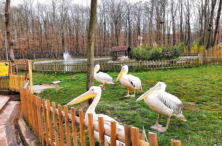 Ankara Çıkışlı Günübirlik Sapanca, Maşukiye, Ormanya Turu