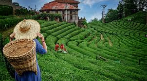 Her Şey Dahil Doğu Karadeniz Yaylalar ve Batum Turu 4 Gece 5 Gün